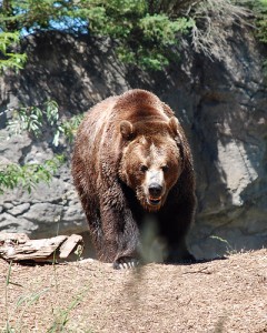 Angry Bear - Photo by Lara Schneider