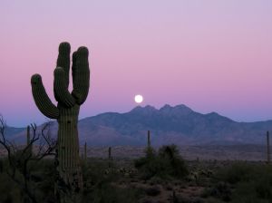 Sonoran Moonrise