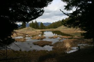 Beaver Pond