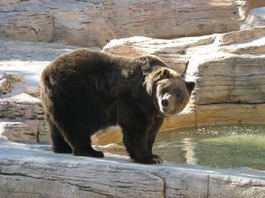 Grizzly bear