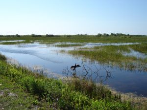 The Florida Everglades