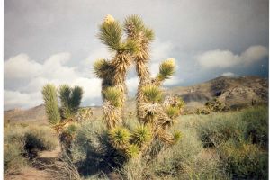 The wilds of eastern Nevada