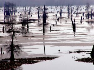 A misty morning on the Louisiana bayou