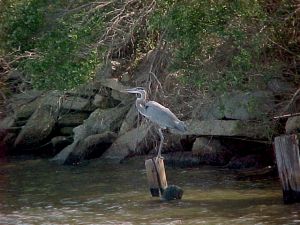 One of Louisiana’s “lucky” blue herons