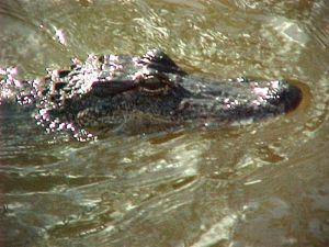 One of Louisiana’s iconic residents, the local gator