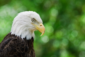 The American bald eagle, a “rite of passage” for many bird watchers