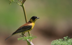 The black-headed bunting, one of about 2,000 bird species in North America