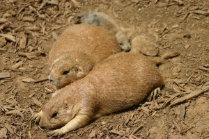 Prairie dogs at rest