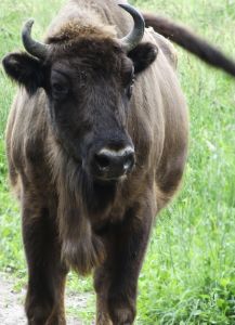 This buffalo is ready for his close-up