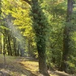 Forest of the French Dordogne