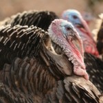 Wild turkeys